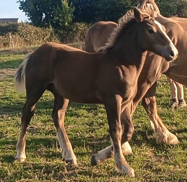 Vente de cheval : Pignon