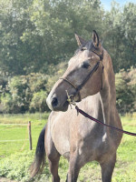 Vente de cheval : Stallone