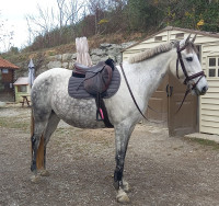 Vente de cheval : LEANA DE L'AUBE