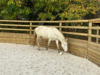 Vente de cheval : Rinx�n 