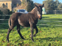 Vente de cheval : Pigal
