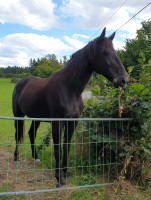 Vente de cheval : Emmy Awards