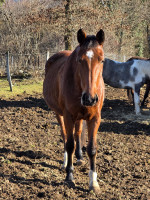 Vente de cheval : Kristal des collines