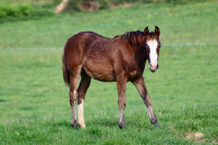Vente de cheval : Priska du baki