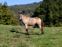 Vente de cheval : Captain du baki