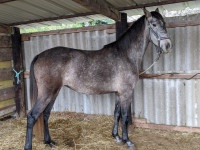 Vente de cheval : milady