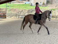 Vente de cheval : Quitus de Cenves 