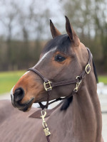 Vente de cheval : Vespa