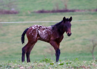 Vente de cheval : Darling du baki