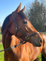 Vente de cheval : Keel malpic 