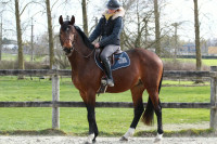 Vente de cheval : Estoril