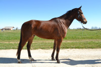 Vente de cheval : Karakoum Ville