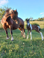 Vente de cheval : Bibiche