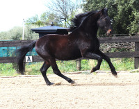 Vente de cheval : HAMELIN