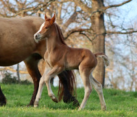Vente de cheval : Qadance du baki