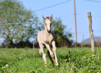 Vente de cheval : Dinasty du baki