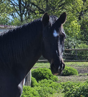 Vente de cheval : Toptila