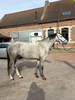 Vente de cheval : Chill Little Angel Z