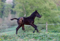 Vente de cheval : Darkmoon du baki