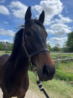 Vente de cheval : Saint Paul 