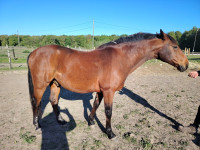 Vente de cheval : Dario del caro