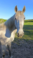 Vente de cheval : Bairro Alto de l'Or�e