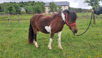 Vente de poney