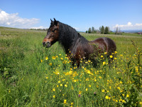 Vente de poney