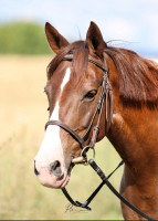 Vente de poney