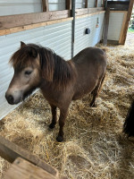 Vente de poney