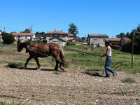 Vente de cheval : Margot