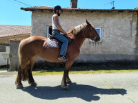Vente de cheval : Margot
