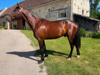 Vente de cheval : Lunderthaker 