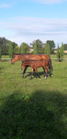Vente de cheval : ALTISE DE L ISLE