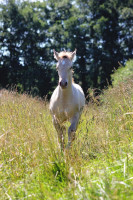 Vente de cheval : quartz du mandillet