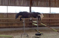Vente de cheval : MASTER