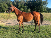 Vente de cheval : Time spirit 