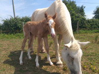 Vente de cheval : Qui-r�ve KSFOREVER 