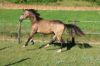 Vente de poney