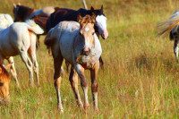 Vente de cheval : Dinasty du baki