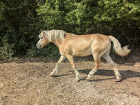 Vente de poney