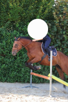 Vente de cheval : Mill�nium speed