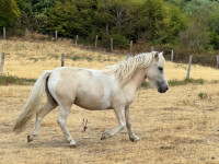 Vente de poney