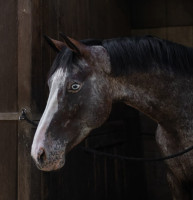 Vente de cheval : milkao d'ors