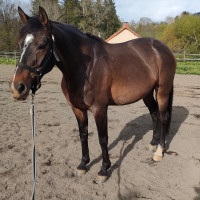 Vente de cheval : Cayenne