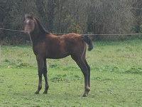 Vente de cheval : Odysse de Gardaine