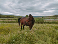 Vente de cheval : Hurricane 