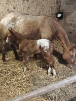 Vente de cheval : Sony PEYRES ARISTO EL