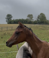 Vente de cheval : Akin 
