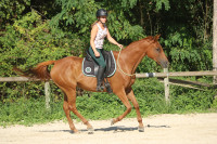 Vente de cheval : Galinette 